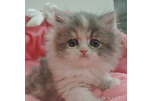 成約済の東京都のミヌエット-105277の1枚目